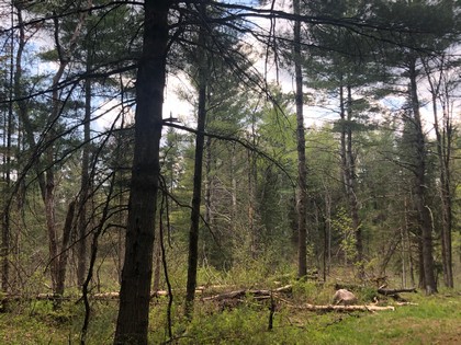 NY land for sale western Adirondacks