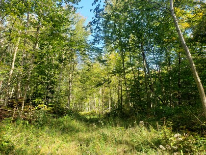 NY hunting land for sale in Lewis NY