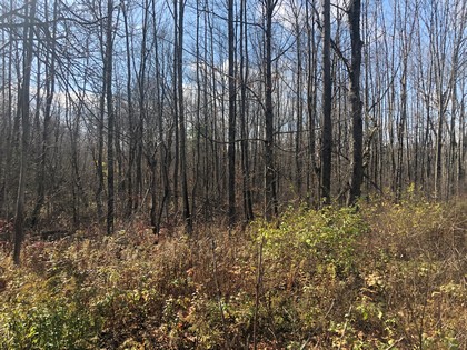 NY hunting land for sale Pharsalia NY