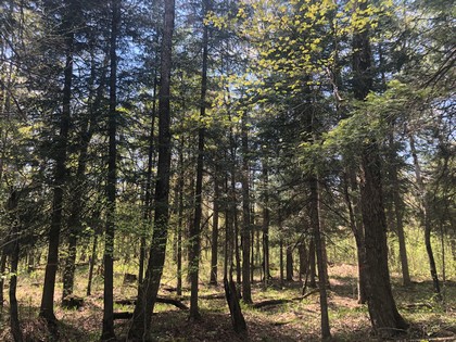 Western Adirondack land for sale NY