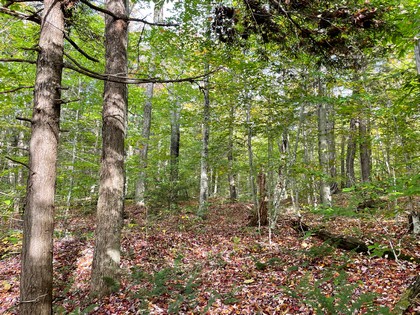 Adirondack land for sale in Forestport NY
