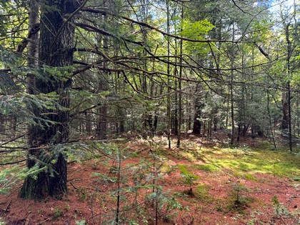 Adirondack land for sale