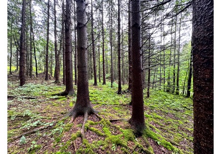 Finger Lakes NY land for sale