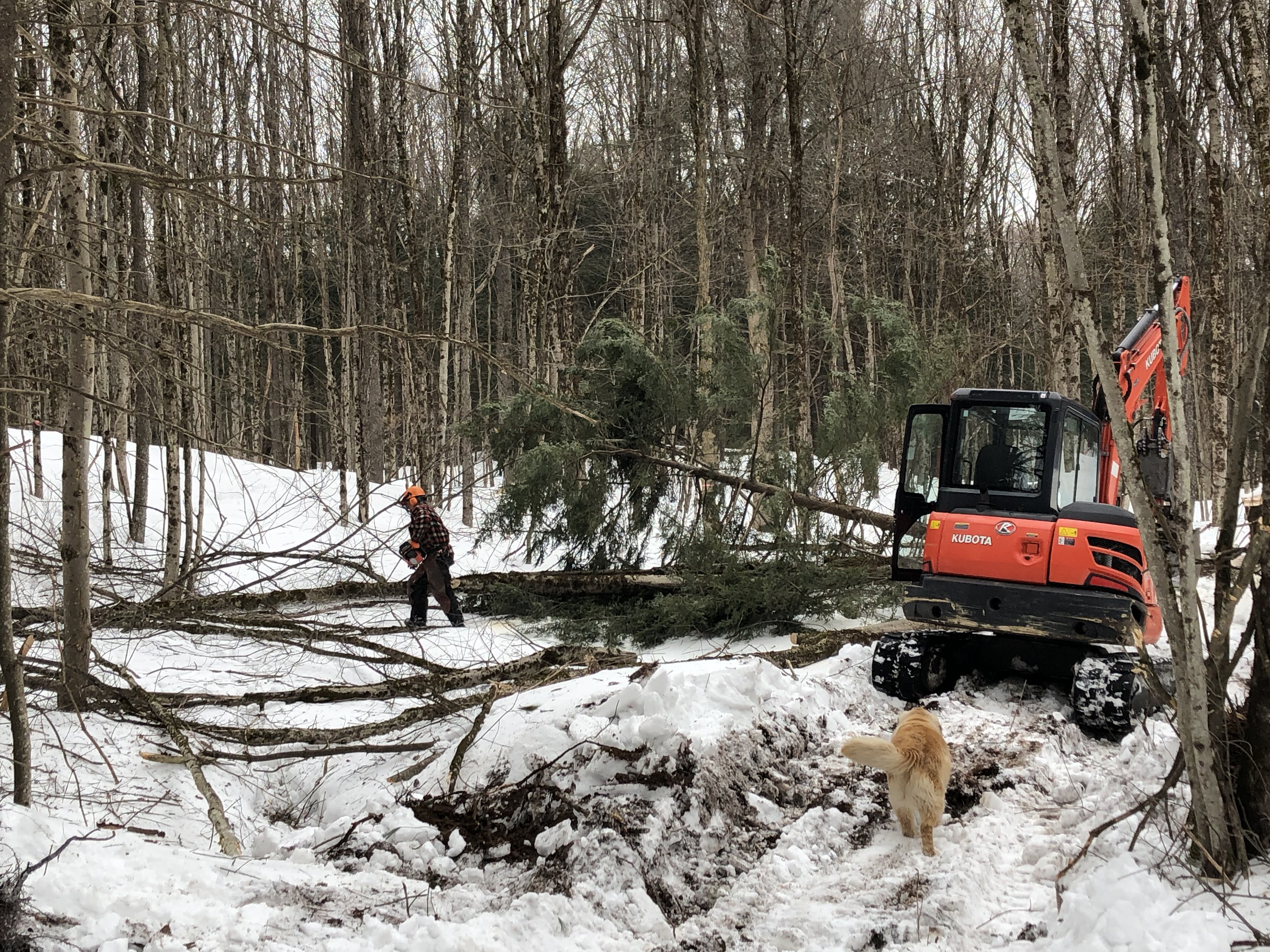 Land Management a hands on approach man working outside in woods with dog in ny state