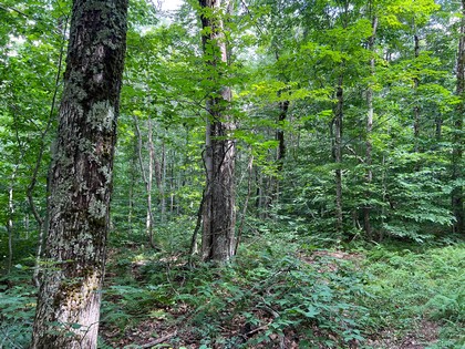 NY waterfront land for sale, land and camps, ny waterfront properties, ny lakefront land, christmas associates