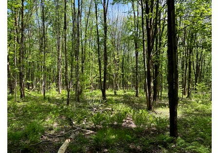 Upstate NY land for sale