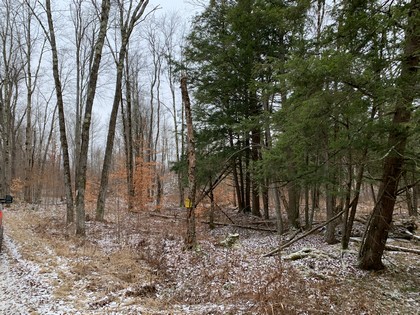 NY hunting land for sale in Diana NY