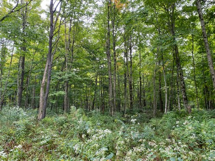 NY hunting land for sale