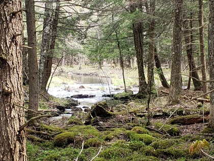 Western Adirondack NY hunting land for sale
