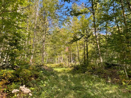 NY hunting land for sale in Lewis NY