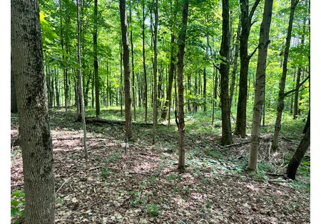 Salmon River NY building site