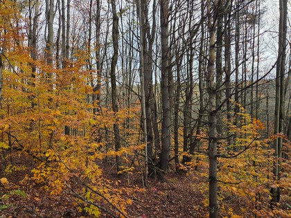 land for sale NY