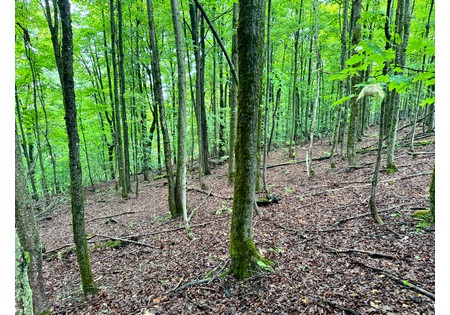 Land for sale Finger Lake area NY
