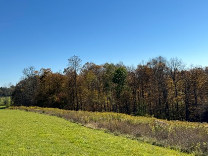 NY Southern tier NY hunting land for sale