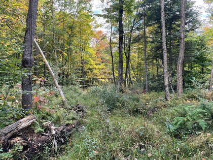 NY hunting land for sale in Lewis NY