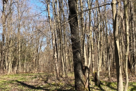 hunting land for sale in williamstown ny bartley acres from land and camps