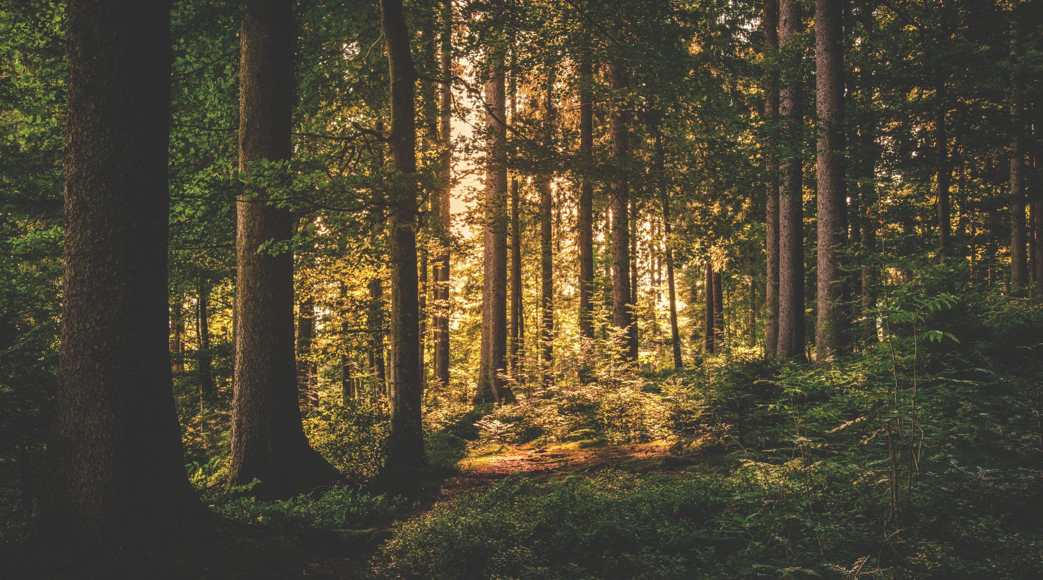 beautiful woods in ny state to ask the question what is a true land company