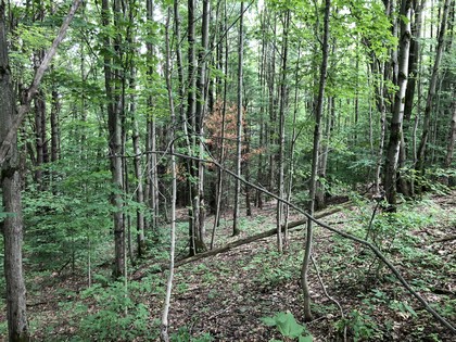 Southern tier land for sale in Harford NY