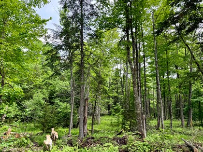 Adirondack waterfront land for sale NY