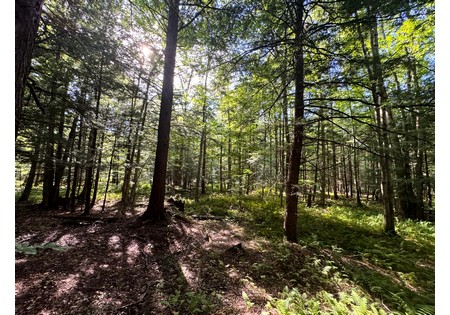 NY land for sale near Salmon River