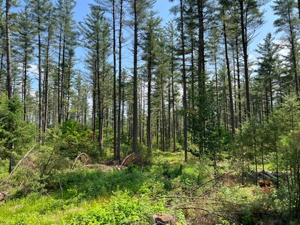 Adirondack land for sale