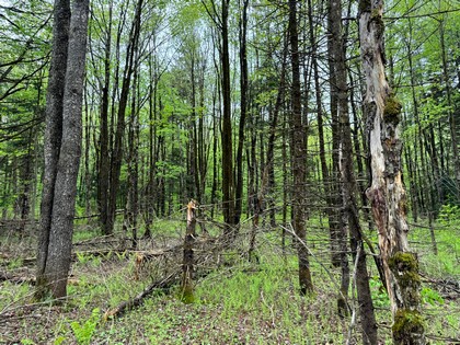 NY land for sale Tug Hill