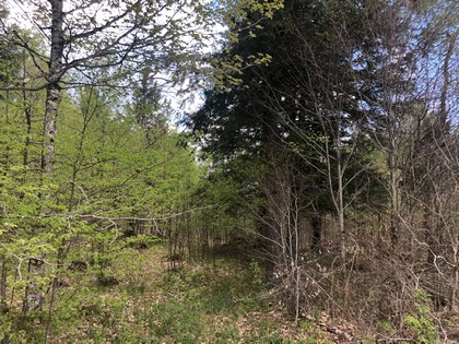 NY hunting land for sale in Diana NY