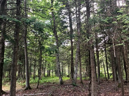 Adirondack land for sale in forestport, ny