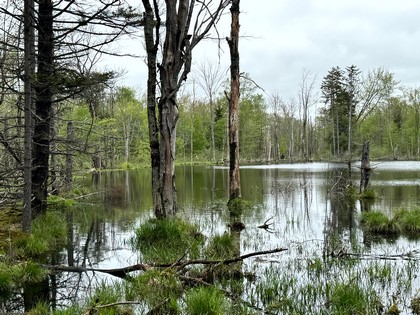 NY land for sale Tug Hill