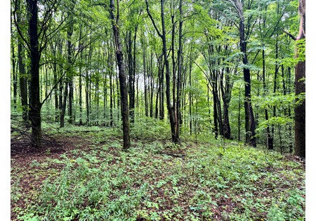 Finger Lakes NY land for sale