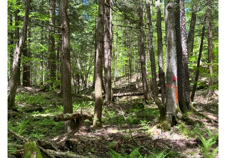 Oneida Lake NY area land for sale