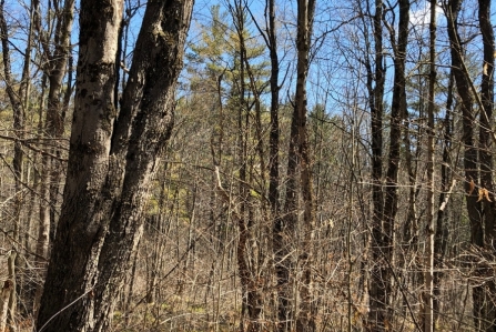 hunting land for sale in williamstown ny bartley acres from land and camps