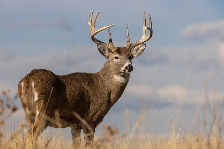 hunting land for sale in ny whitetail deer hunting christmas and associates