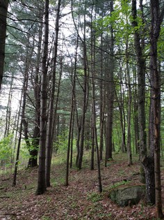 Land and camp for sale Lewis County NY