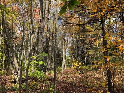 ny hunting land for sale in redfield ny