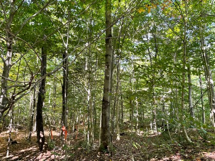 NY hunting land for sale in Lewis NY