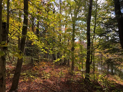 ny hunting land for sale in redfield ny