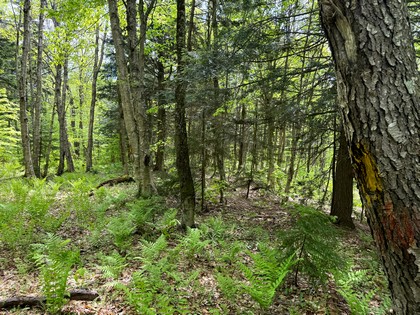 NY land and camps for sale
