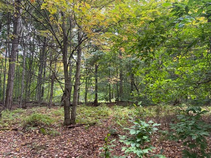 Catskills area NY land for sale