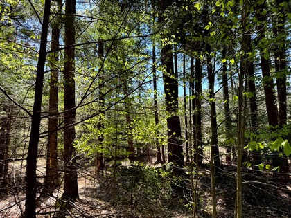 NY land and camps for sale