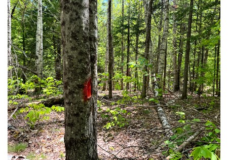 Adirondack land for sale