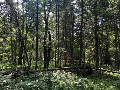 Adirondack land for sale in Forestport, NY