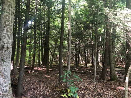 Land for sale Southern Tier NY hunting land