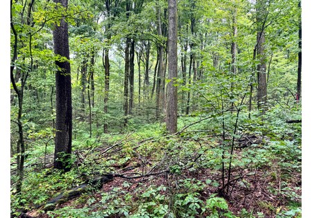 Finger Lakes NY land for sale