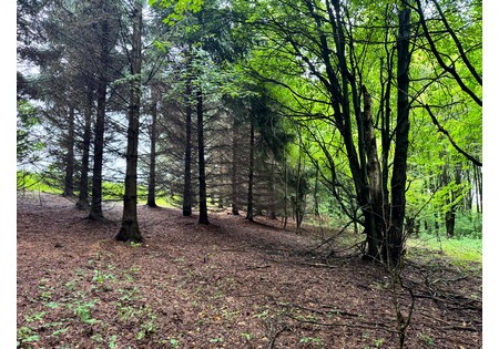 NY hunting land for sale