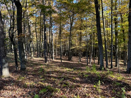 NY Southern Tier hunting land for sale