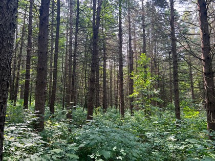 Southern Tier NY land for sale