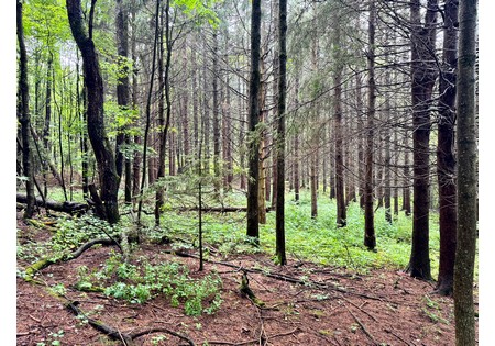 NY hunting land for sale