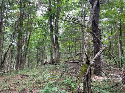 NY hunting land for sale in Diana NY