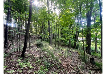 Southern Tier NY land for sale 
